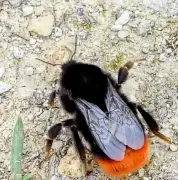 Vincent Albouy anime une conférence sur le déclin des insectes pollinisateurs à l'espace Bernard-Morand