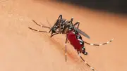 Virus du Nil occidental : 39 morts en Italie, faut-il craindre une épidémie ?
