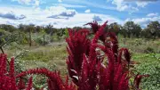 Visite gratuite du Jardin Faut Rêver : Découvrez la forêt comestible de Bascons