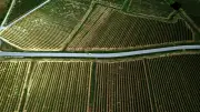 Viticulture en Languedoc : vers une extinction de la vigne d'ici 2100 ?