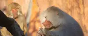 Zoo de Nuremberg : 12 babouins abattus par balles malgré des offres de relogement