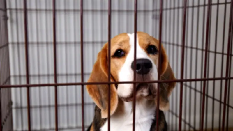 1 500 beagles sauvés d'un élevage de laboratoire : une grande victoire animale