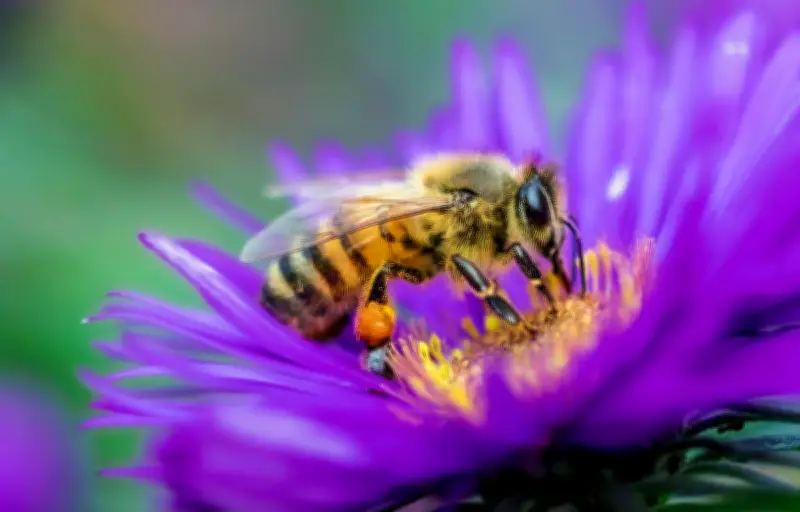 10 faits fascinants sur les abeilles que vous ignorez peut-être