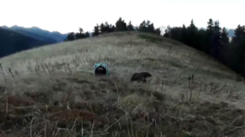 25 ans de réintroduction de l'ours dans les Pyrénées : un succès écologique