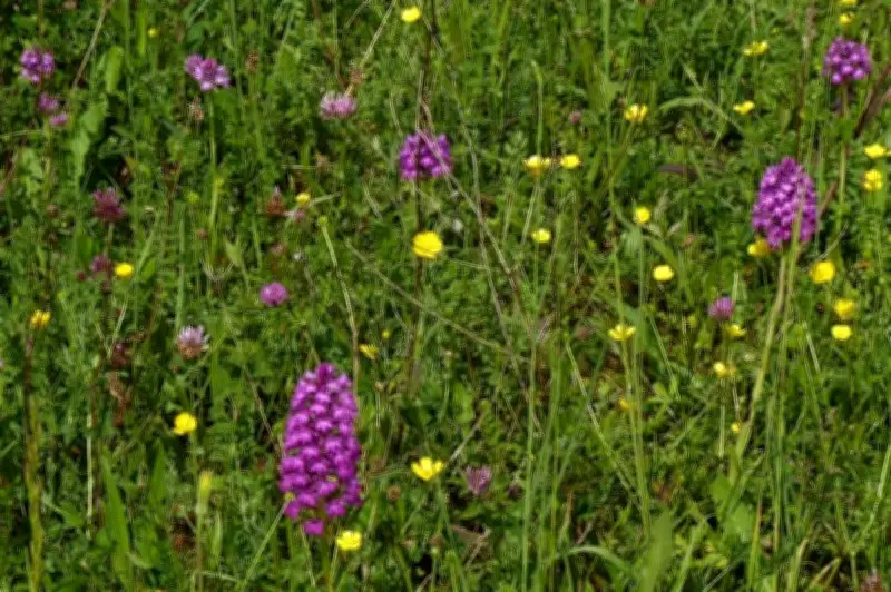29 espèces d'orchidées sauvages à admirer dans le Vic-Bilh