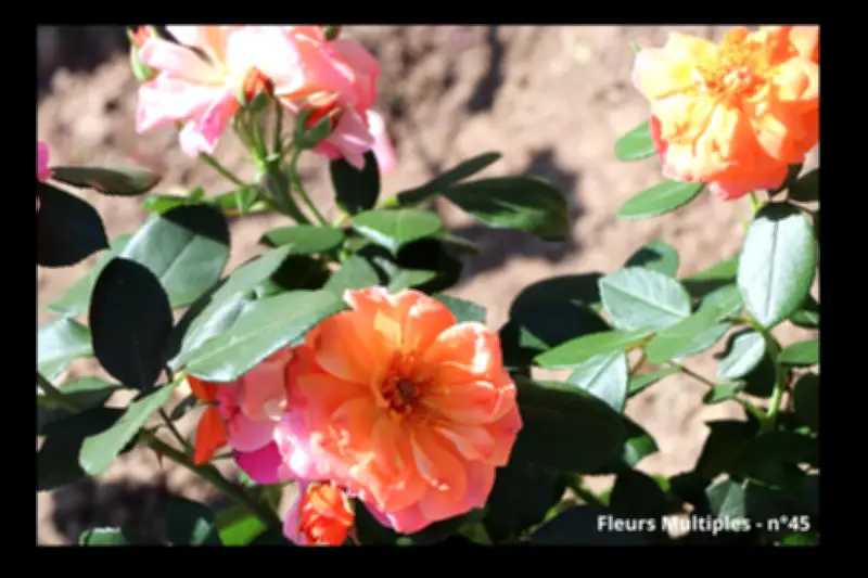 8e Concours International de Roses Nouvelles de Monaco : votez pour votre rosier préféré