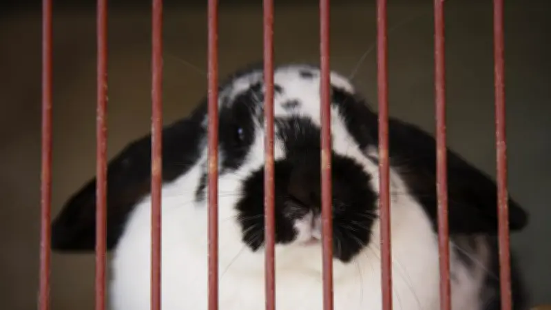 Abandon d'animaux : un chat et un lapin indemnisés pour préjudice animalier