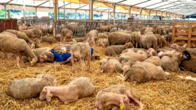 Aïd El Kebir dans l’Hérault : respect des règles pour l’abattage rituel