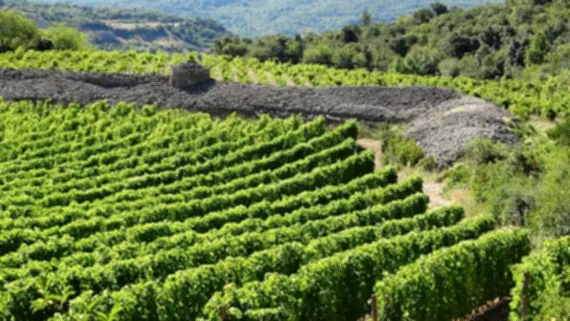 ADN de pépins de raisin : la viticulture française vieille de 4000 ans
