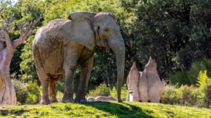 African Safari va surveiller les éléphantes après la mort de Sabi