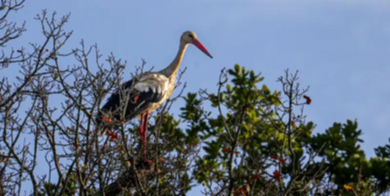 Alsace et Lot-et-Garonne : la cigogne blanche pourrait bientôt nicher dans le Sud-Ouest