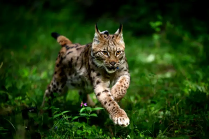 Amende record pour une sexagénaire ayant tué un lynx protégé