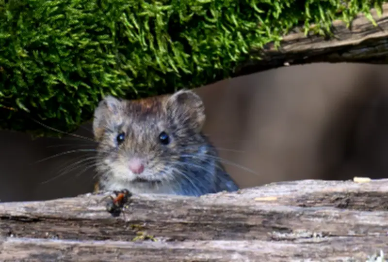 Anne-Marie Moulin : le rat, grand méchant loup des épidémies