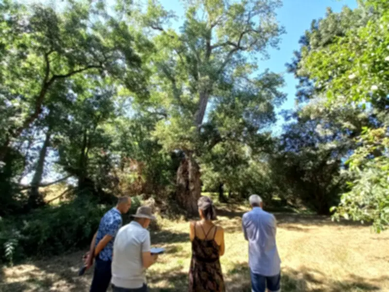 Appel aux signalements pour recenser les arbres remarquables en Charente-Maritime