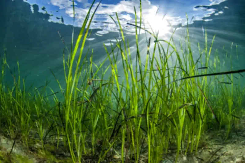 Arcachon : cinq scientifiques en réunion publique sur le climat