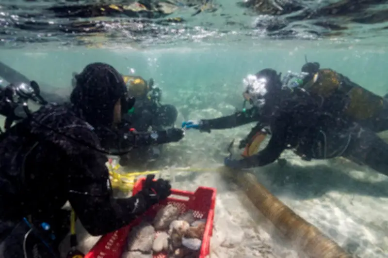 Archéologie sous-marine à Cannes : les secrets des îles de Lérins