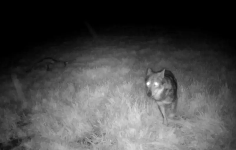 Assouplissement des règles de tirs du loup dans la loi d'urgence agricole