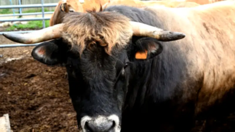 Attaque brutale d'un taureau en Haute-Saône : un acheteur grièvement blessé