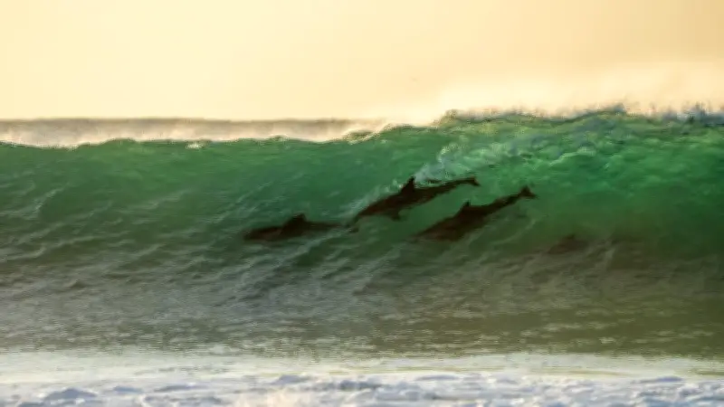 Attaque de créature marine : un photographe mordu, la compétition de surf évacuée
