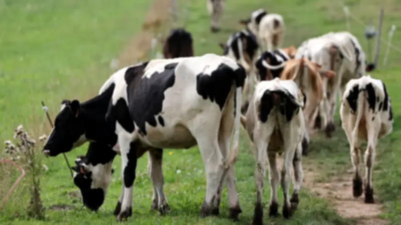 Attaque de vaches en Autriche : une femme tuée, son mari blessé