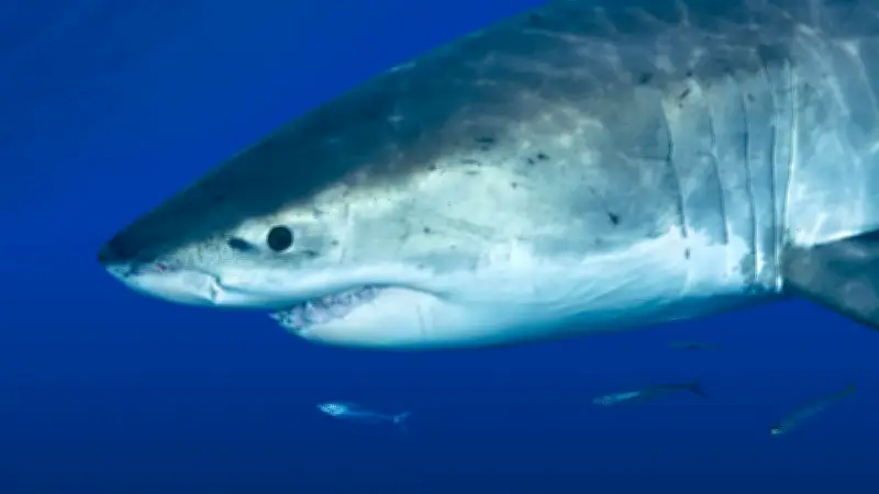 Attaque mortelle de grand requin blanc en Australie-Occidentale