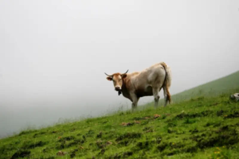 Attaque mortelle de vaches en Autriche : une femme de 67 ans décède