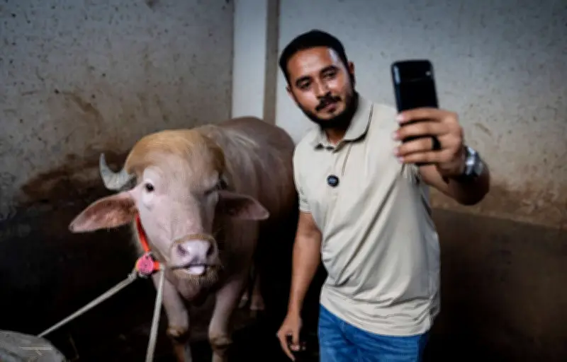 Au Bangladesh, un buffle albinos nommé Donald Trump attire les foules avant son sacrifice