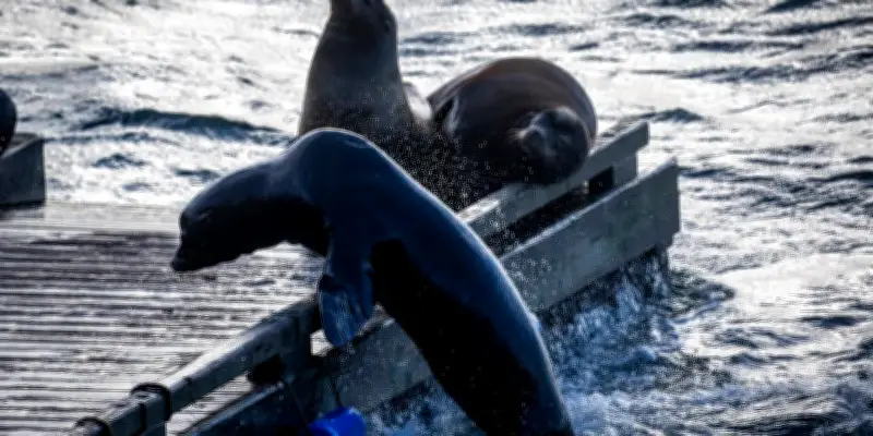 Au Canada, l'île Bowen renaît avec le retour des baleines
