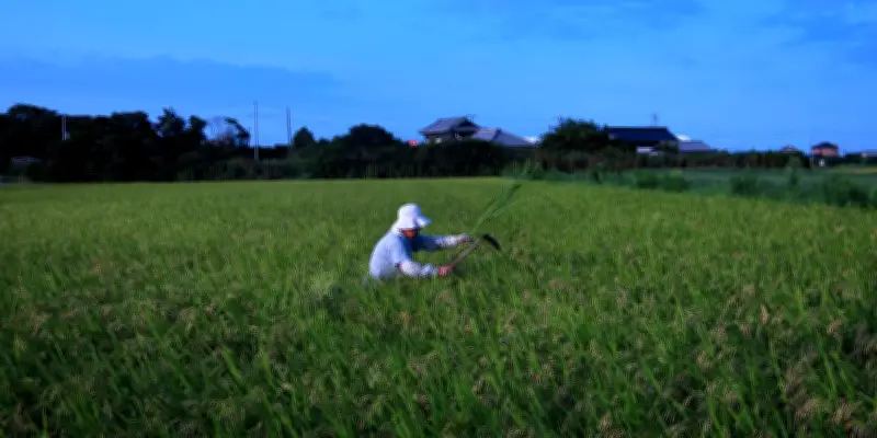 Au Japon, le riz, don des dieux, bien plus qu'un aliment