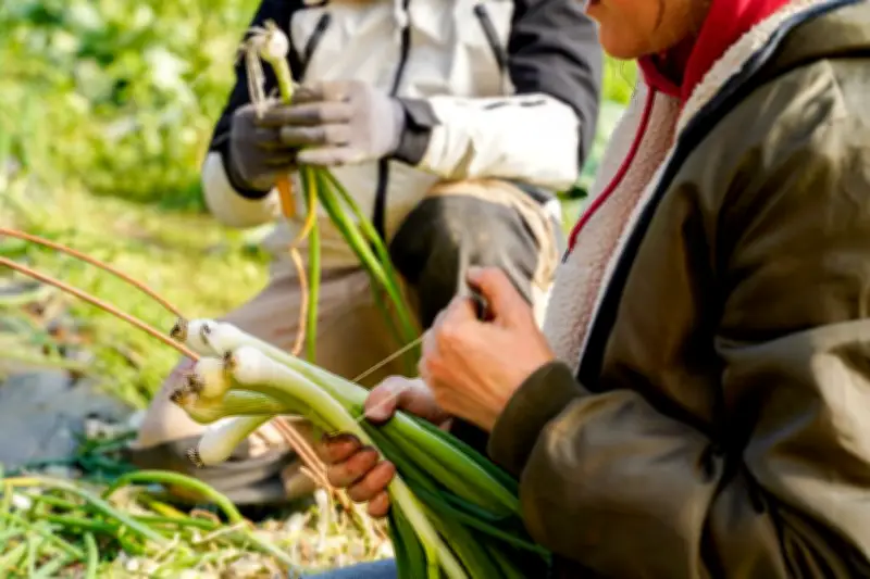 Au Pays Basque, des nouveaux agriculteurs aidés à se faire la main verte