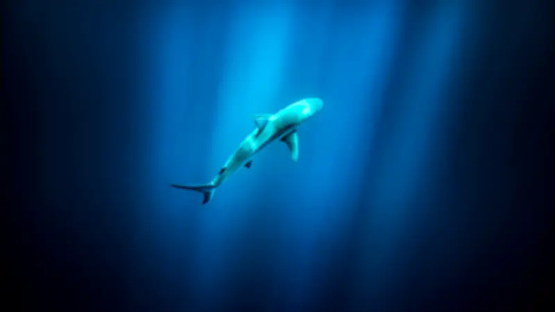 Australie : deuxième attaque mortelle de requin en une semaine