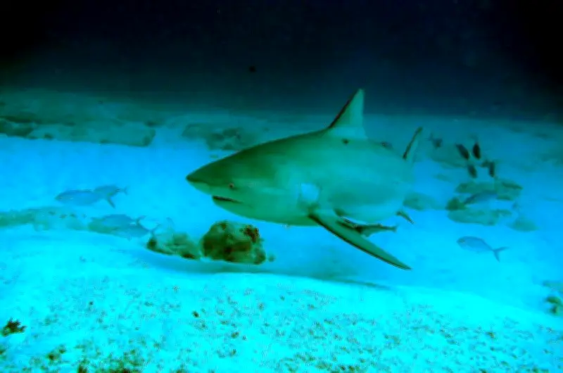 Australie : un homme de 39 ans tué par un requin dans le Queensland