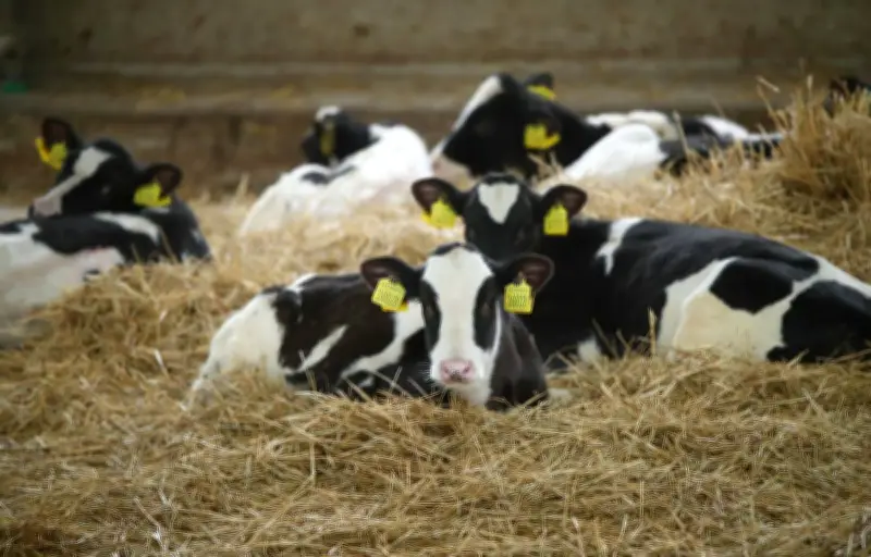 Autriche : une femme tuée par un troupeau de vaches dans le Tyrol