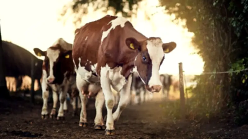 Autriche : une randonneuse tuée par un troupeau de vaches dans le Tyrol