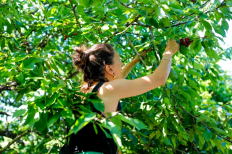 Aux arbres citoyens ! : record de 8,7 tonnes de fruits sauvés en 2025