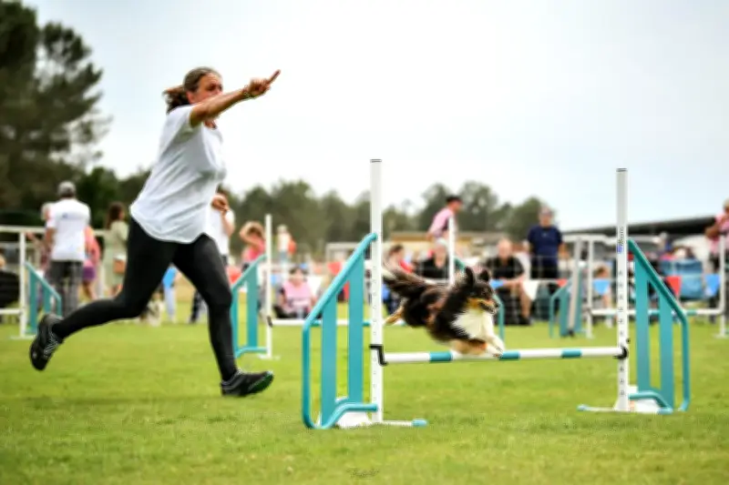 Avensan : 350 binômes maître-chien en finale nationale d'Agility
