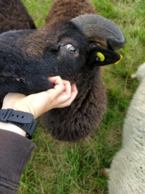 Aytré : un mouton de l'écopâturage retrouvé noyé après une attaque de chien