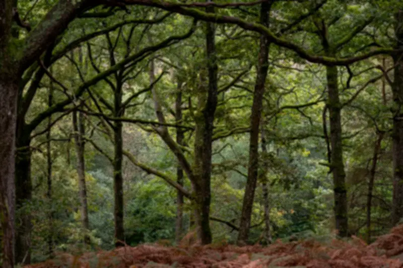 Bains d'arbres : la science confirme les bienfaits des forêts sur la santé