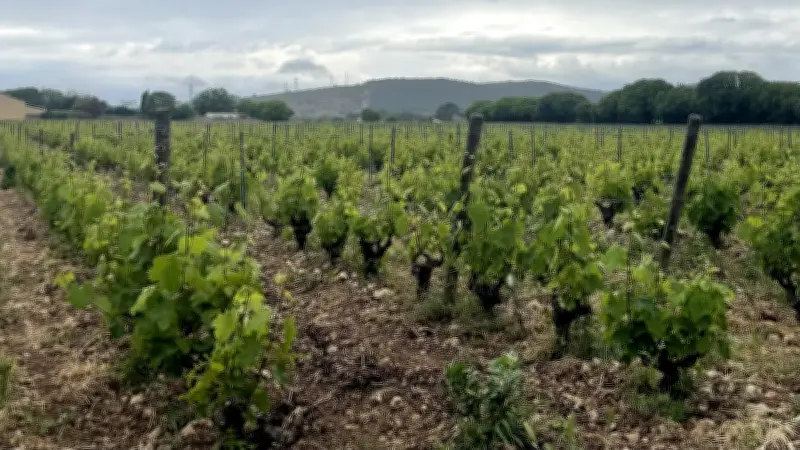 Balade et dégustation au vignoble de Frontignan
