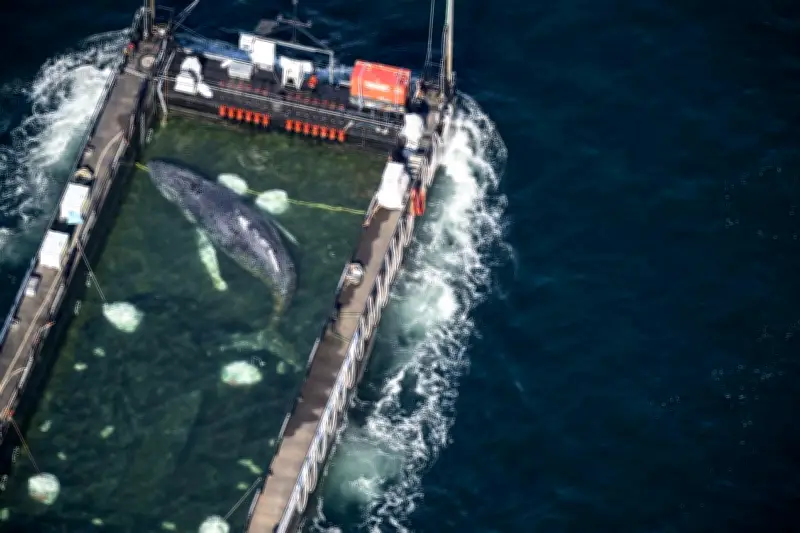 Baleine à bosse libérée en Mer du Nord après des semaines d'efforts