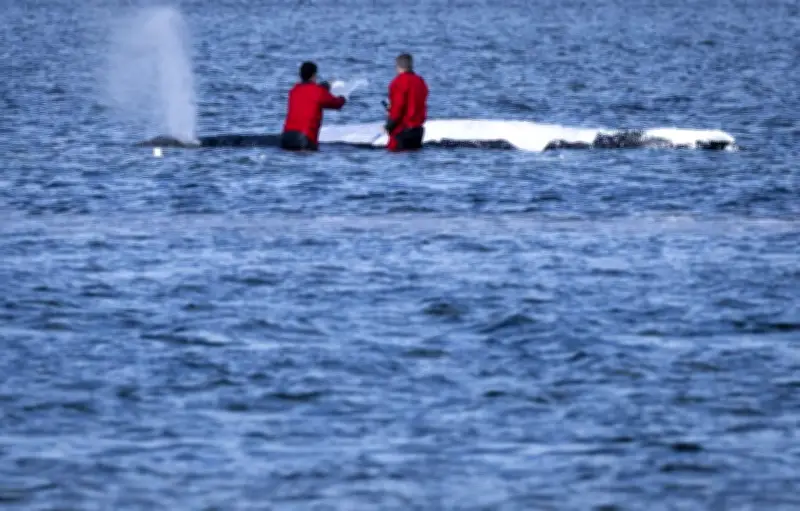 Baleine à bosse sauvée relâchée en mer du Nord au large du Danemark