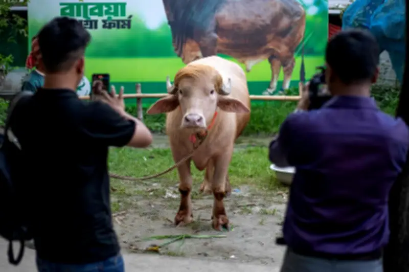 Bangladesh : un buffle albinos sosie de Donald Trump attire les curieux