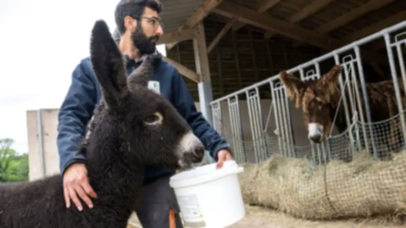 Baudets du Poitou : la France exporte ses ânes pour sauver la race