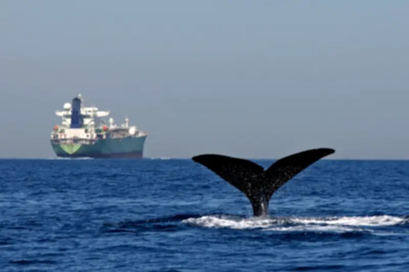 Blocage du détroit d'Ormuz : les baleines ne doivent pas s'effacer