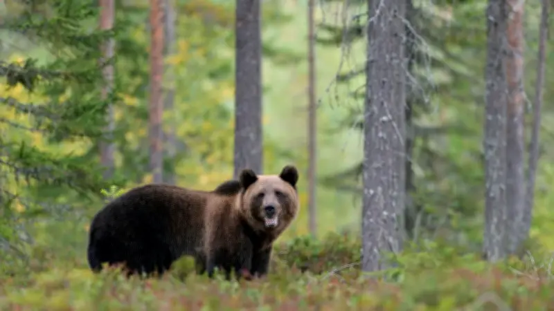 Bulgarie : un homme tué par une ourse dans le massif du Vitosha