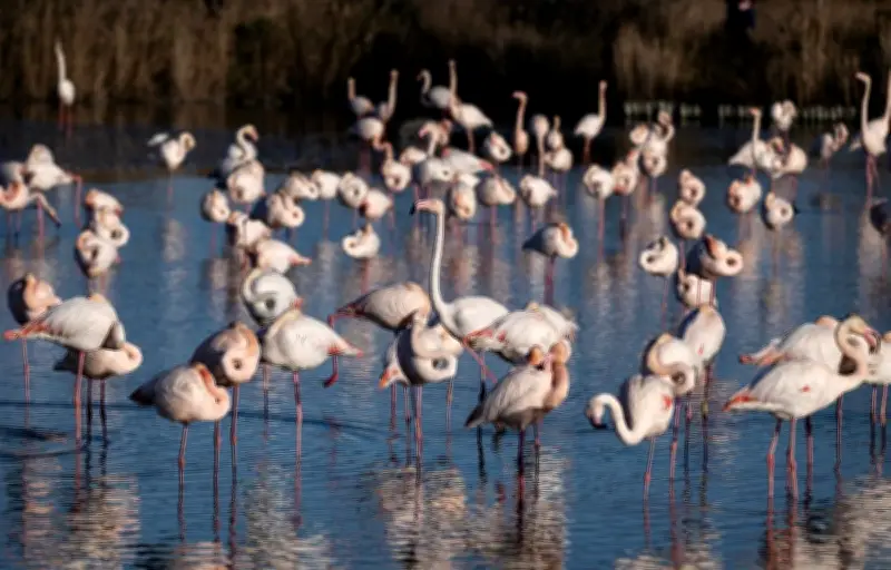 Camargue : des associations appellent à abandonner le projet de ligne THT