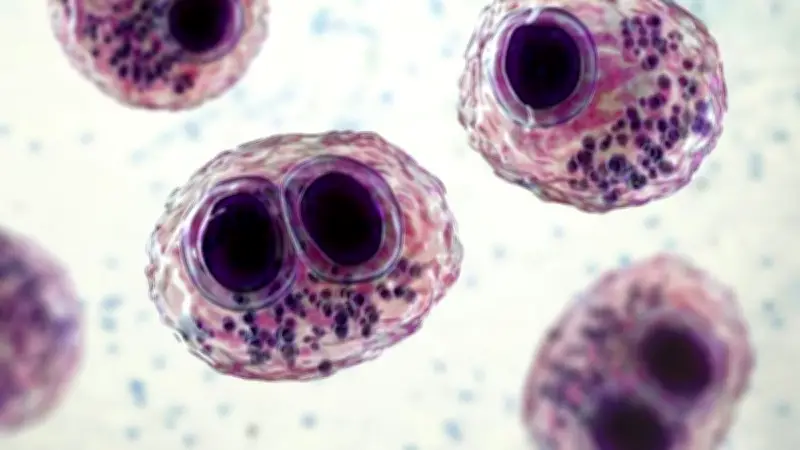Cancer : le cytomégalovirus ouvre une nouvelle piste contre le glioblastome