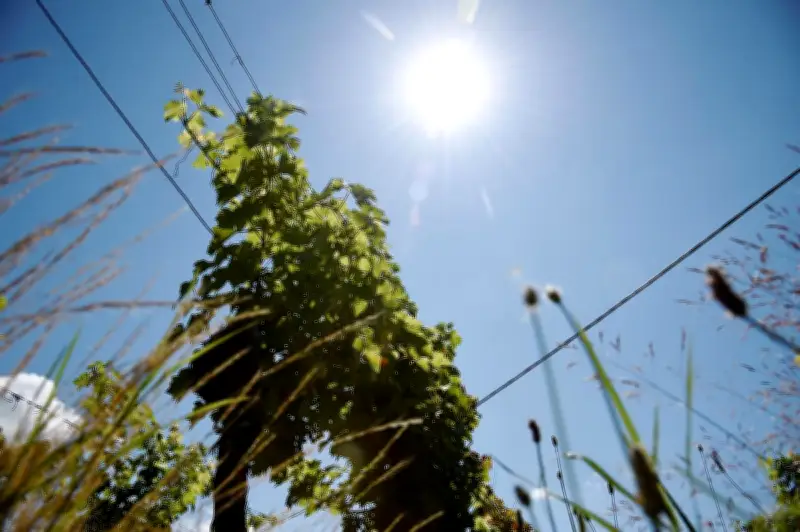 Canicule de mai : des vendanges dès août à cause du réchauffement