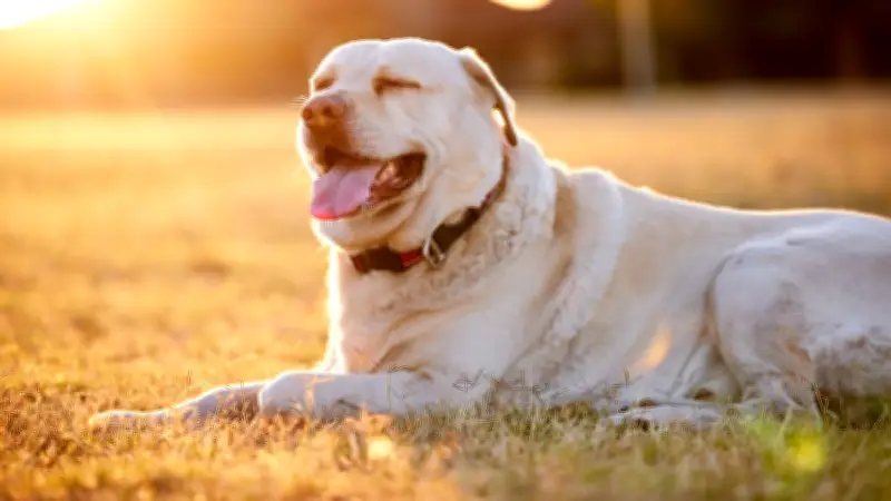 Canicule : les 5 conseils urgents de PETA pour protéger vos animaux