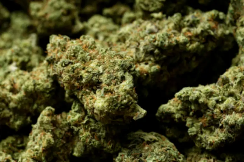Cannabis californien importé en France via des colis pollués : 430 kg saisis
